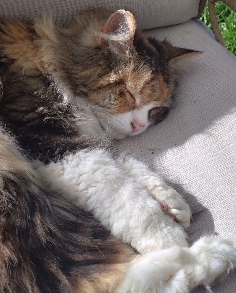 Sibiriska katt Iota Arae